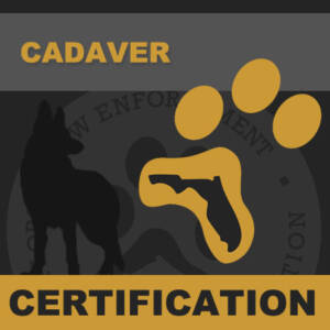 Cadaver Certification